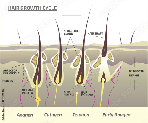 Hair Growth Cycle, anagen, catagen, telogen, early anagen, hair matrix, dermis, epidermis, sebaceous gland, hair follicle, hair shaft, arrector pili muscle, dermal papilla vector illustration.