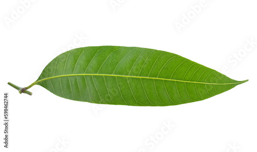 maprang leaf transparent png