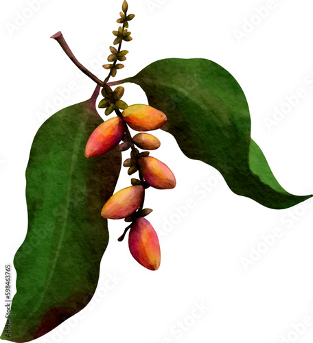 branch of a Gnetum Gnemon tree with its fruit