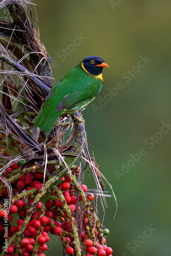 Orange-breasted Fruiteater