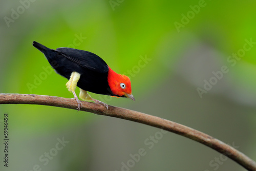 Red-capped Manakin