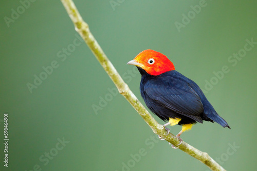 Fotografía Red-capped Manakin