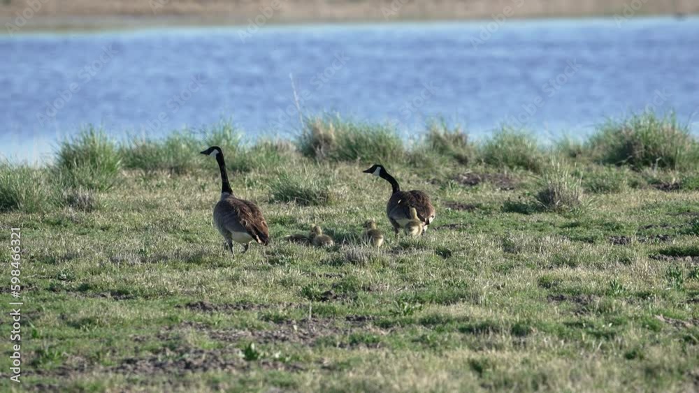 Family of Canada Geese walking through a grassy field with their babies heading towards the water. Family of Canada Geese walking through a grassy field with their babies heading towards the water.