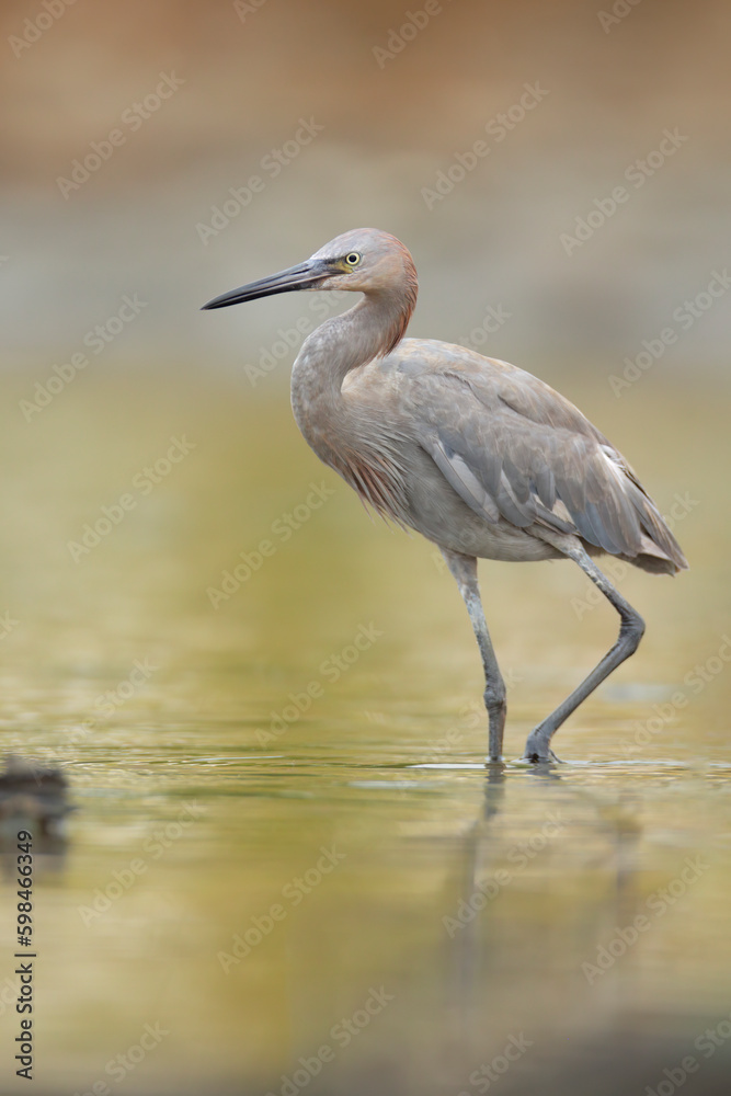 Reddish_Egret Reddish_Egret