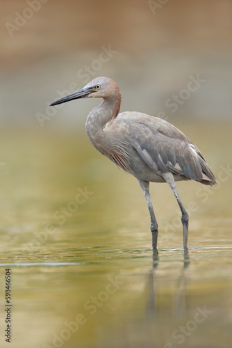 Reddish_Egret