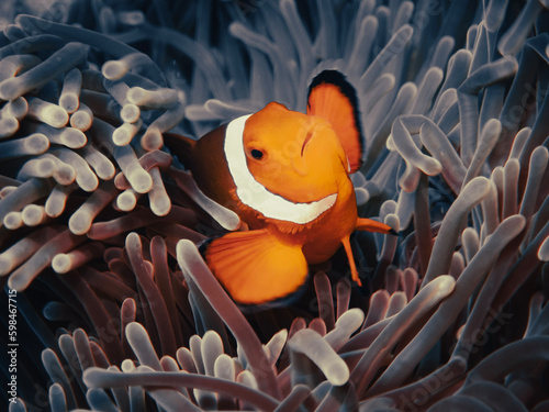 Clownfish is Anilao, Batangas, Philippines
