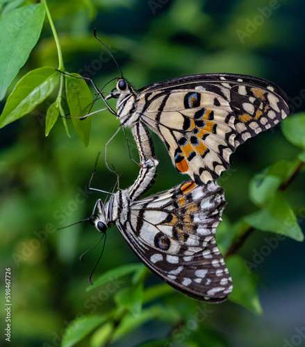 Mating Butterflies