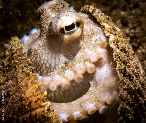 Coconut Octopus with Sea Shell shelter