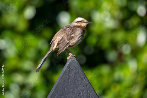 Typical South American bird known as 