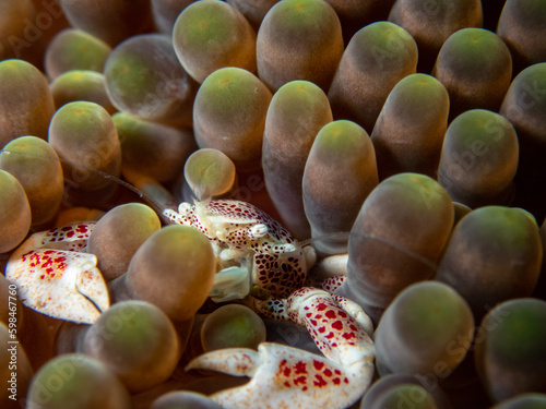 Porcelain Anemone Crab (𝘕𝘦𝘰𝘱𝘦𝘵𝘳𝘰𝘭𝘪𝘴𝘵𝘩𝘦𝘴 𝘮𝘢𝘤𝘶𝘭𝘢𝘵𝘶𝘴)
Shot in Anilao, Batangas, Philippines 