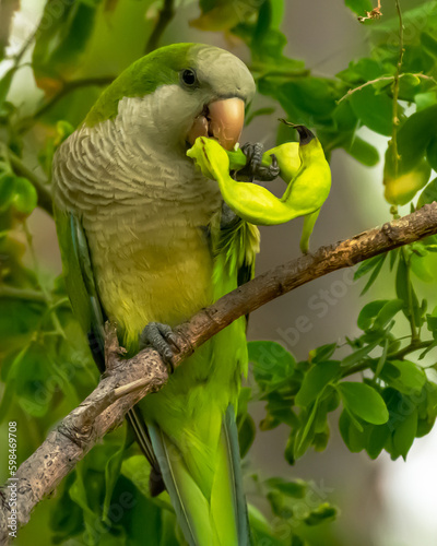 Monk parakeet in Ponce, Puerto Rico
