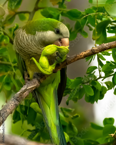 Monk parakeet in Ponce, Puerto Rico
