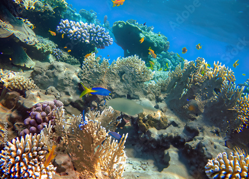 Fototapeta Naklejka Na Ścianę i Meble -  coral reef in the red