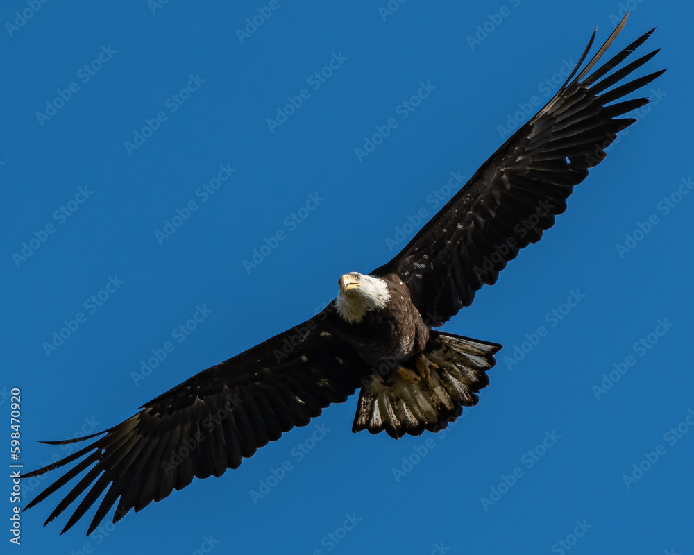 Obraz premium Bald Eagle, Washington State