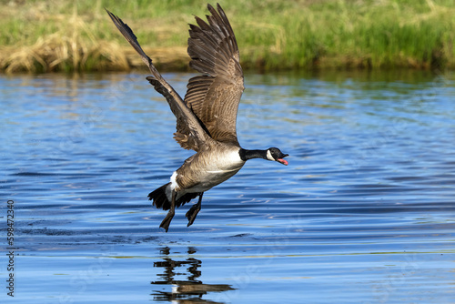 A Canadian Goose flying in from across the lake honking loudly with its tongue sticking out.