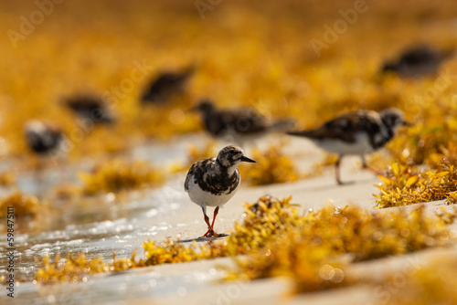 Ruddy Turnstone feeding on the Sargassum in Puerto Rico