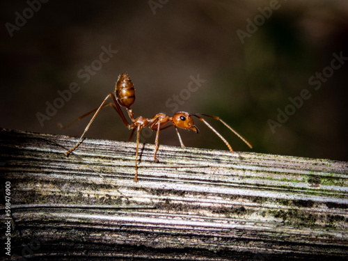 ant on the ground
