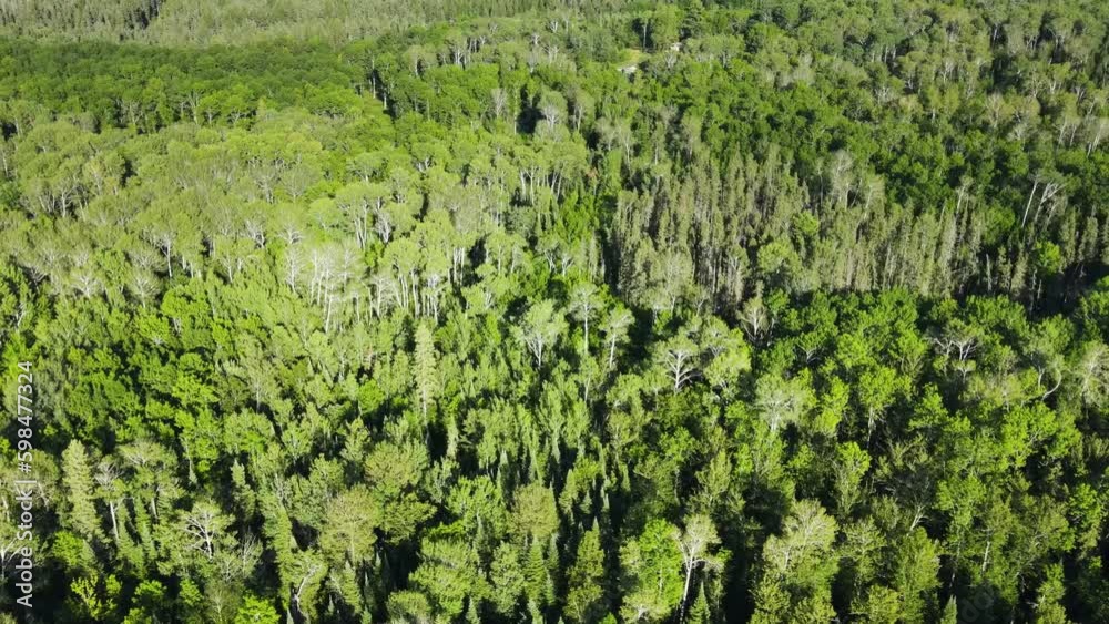 Flying over the forest in Northern Minnesota. Flying over the forest in Northern Minnesota.