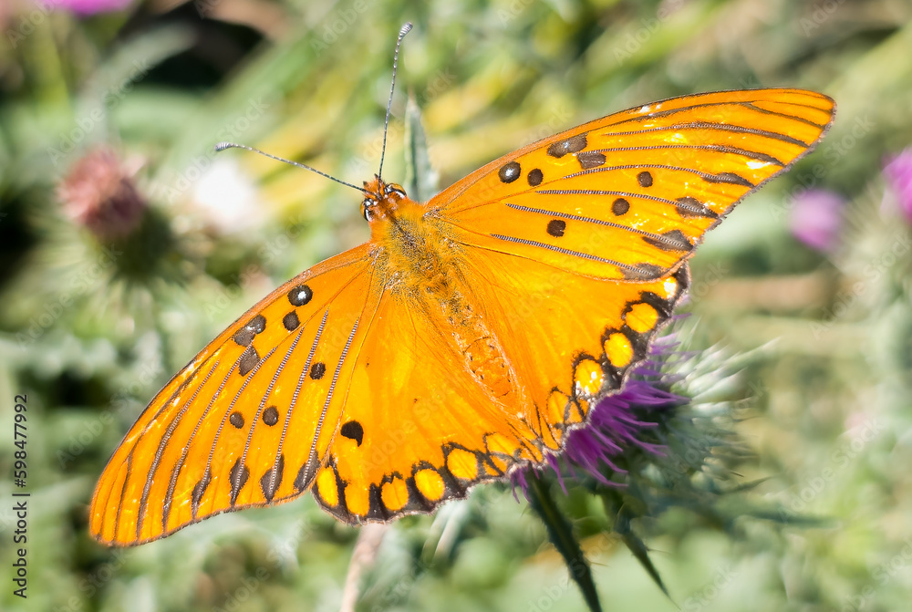 Mariposa 