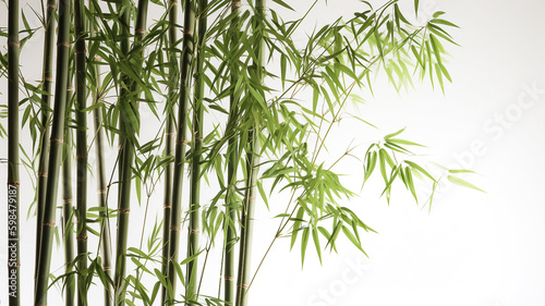 Photographie green bamboos on white background