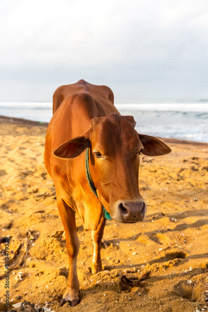 Cow on the beach in Sri Lanka