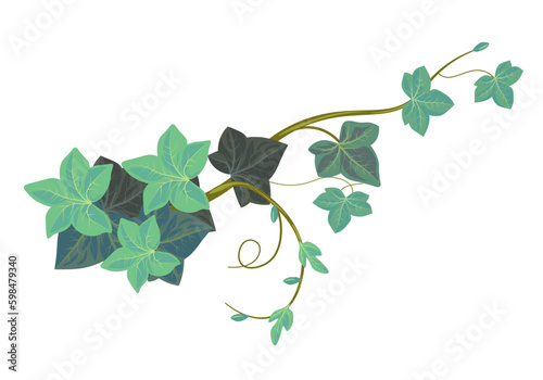 Ivy climbing plant, evergreen vegetation botany