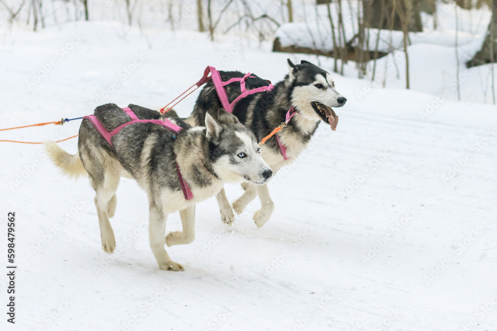 Two running hardy Husky dogs in a harness quickly run on a snowy hard crust.