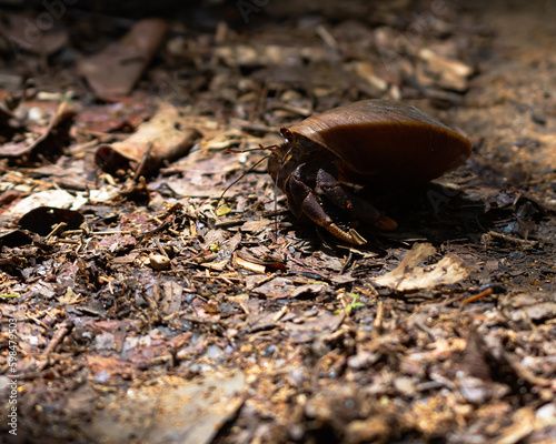 Crab in the mangrove near a beach in Puerto Rico