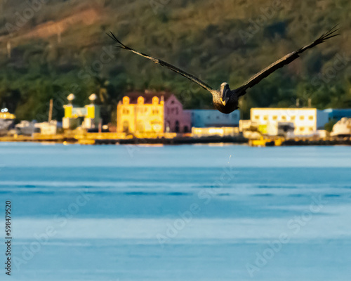 Pelican flying at sunrise in Puerto Rico by the coast 