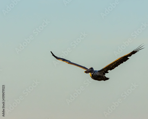 Pelican flying at sunrise in Puerto Rico