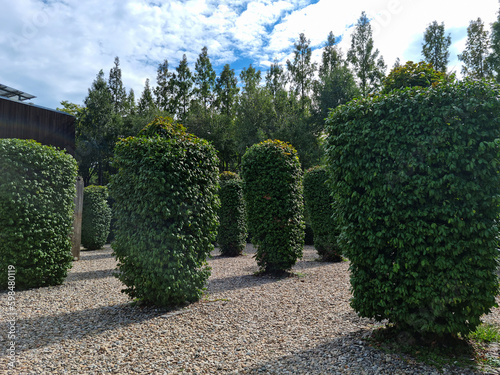 Gravel fields and vines covering posts photo