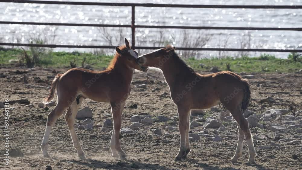 Two young ponies playing with each other as they socialize.