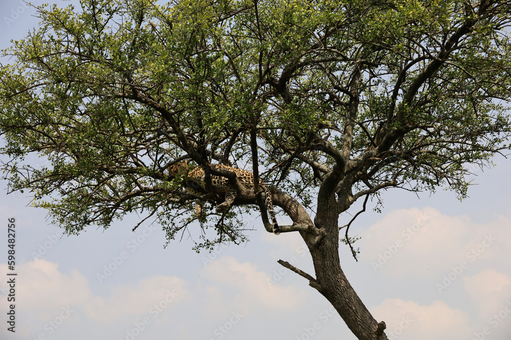  An elusive leopard camouflaged in the Serengeti foliage.