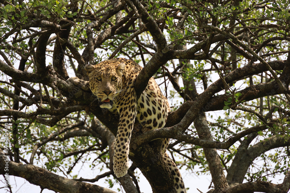 leopard in tree leopard in tree