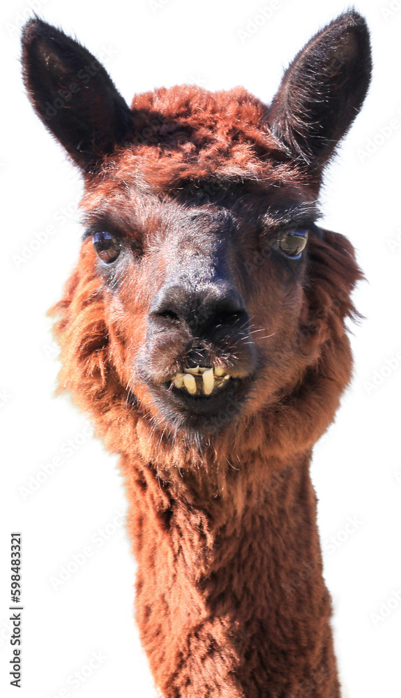 Alpaca, domesticated species of the South American camelid isolated on a white background.