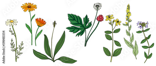 vector drawing medicinal plants, set of healing herbs, chamomile, calendula, plantain, goldenseal, St. John's wort, mullein and thyme, hand drawn illustration photo