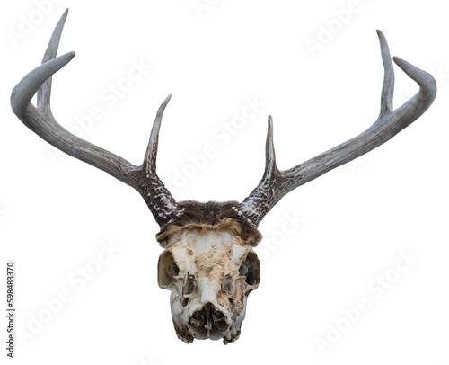 White tail deer skull with antlers isolated on a white background.