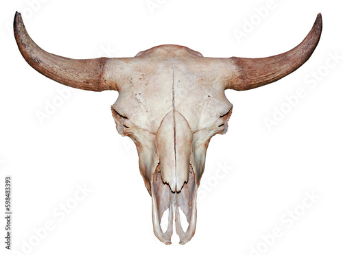 Bull cow skull with horns attached isolated on a white background.