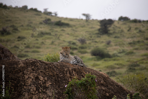 giraffe in serengeti © Hawksnestco.com