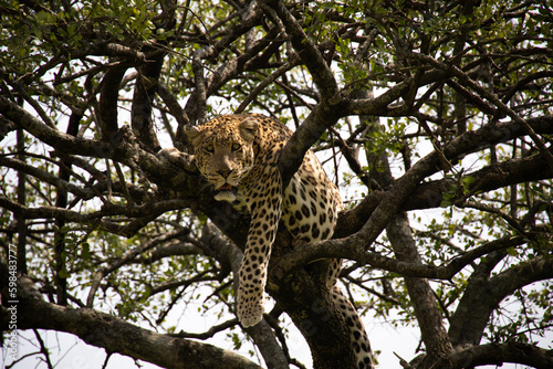  An elusive leopard camouflaged in the Serengeti foliage.
