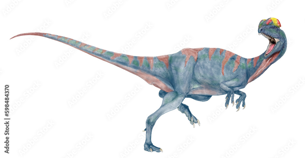 昔デイロフォで今シノサウルス
かつてはディロフォサウルスと同定されていたが、最近はディロフォサウルスから、シノサウルスと改名された。ほぼ完全な骨格がいくつか発見され、歯の付き方や形状、特徴的な二枚の鶏冠の角度、頭骨の形状等から小種名はシネンシスのままだが、独自の学名を与えられた。それらは生息地域の状況､捕食物の違いによる変化を伴い固定されたのだろうか。外見上の違いを出すのが困難。2023オリジナル - obrazy, fototapety, plakaty 