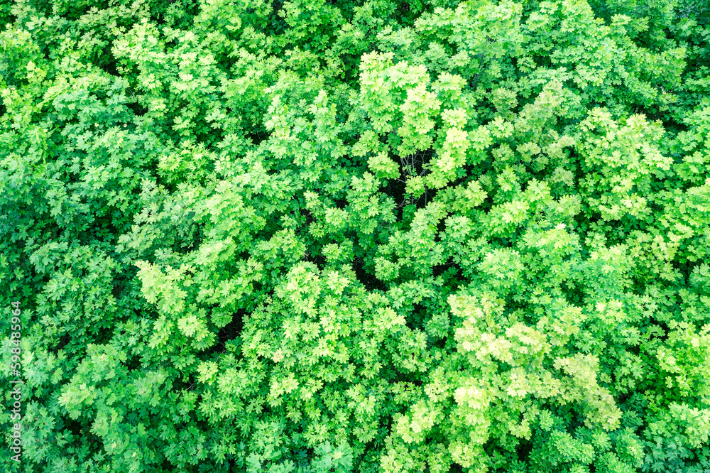 aerial top view from above of colorful green deciduous trees with lush foliage. natural treetops background pattern.
