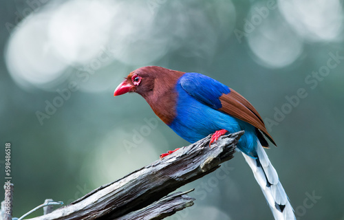 Chandika Jayaratne/ Sri Lanka Blue Magpie/ Sinharaja Forest Reserve Sri Lanka.  photo