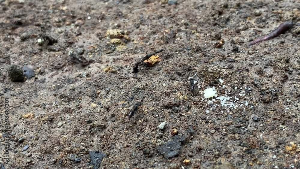 Group of black ants gather on food inside the forest on the ground. Collective cooperation of insects, ant. bugs, bug, Insect. 4k Video closeup view of ants carry food to their home. Group of black ants gather on food inside the forest on the ground. Collective cooperation of insects, ant. bugs, bug, Insect. 4k Video closeup view of ants carry food to their home.