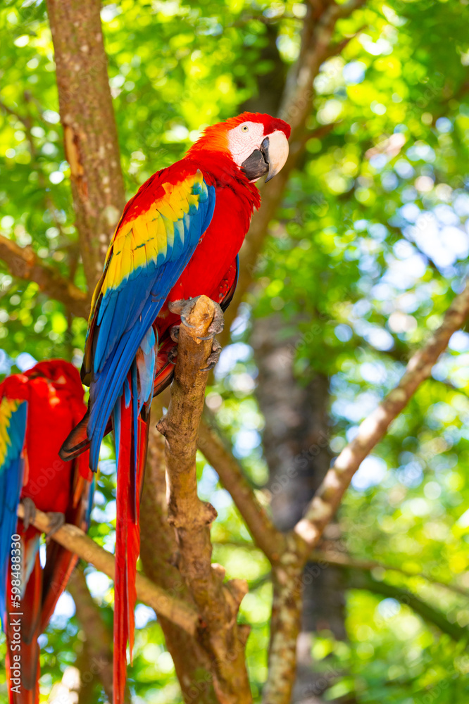 bright color ara macaw parrot outside. photo of ara macaw parrot in zoo. ara macaw parrot bird. bright color ara macaw parrot outside. photo of ara macaw parrot in zoo. ara macaw parrot bird.