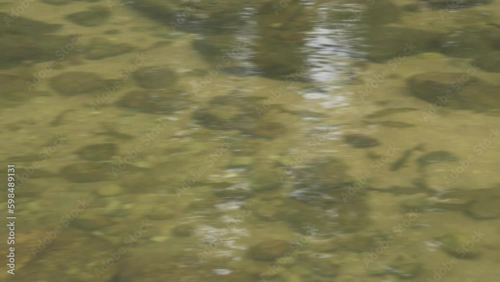 fish swimming in creek pond nature habitat