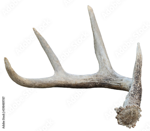 Foto White tail deer antler isolated on a white background.