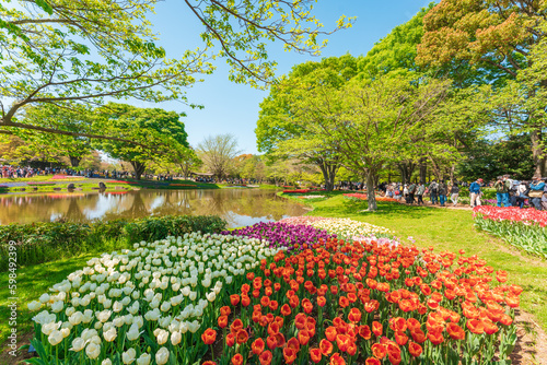 Tulip Flower at Showa Memorial Park, Tokyo, Japan