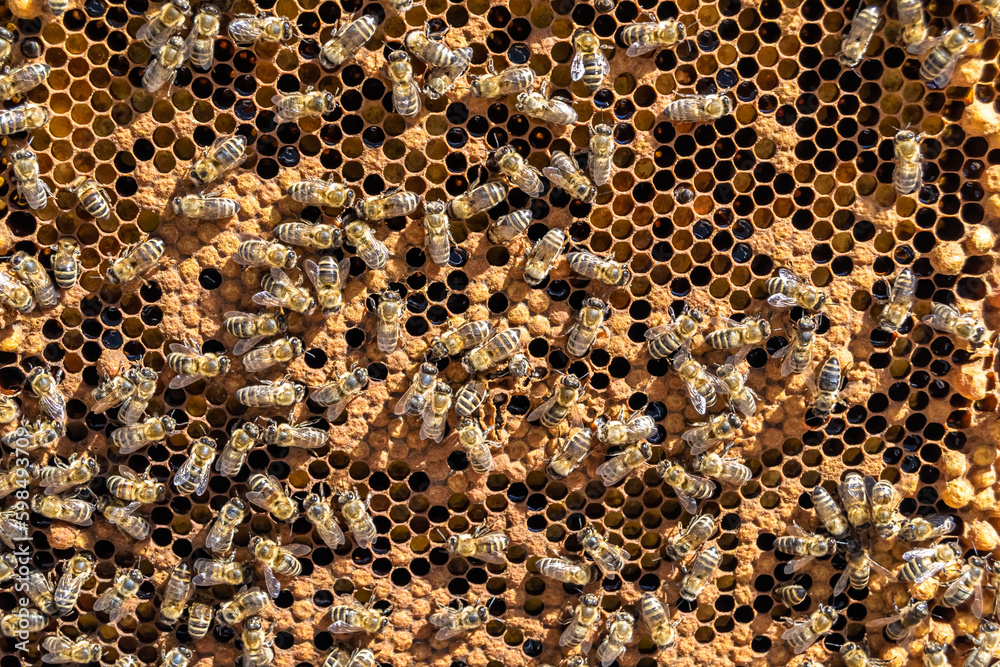 Abstract hexagon structure is honeycomb from bee hive filled Abstract hexagon structure is honeycomb from bee hive filled