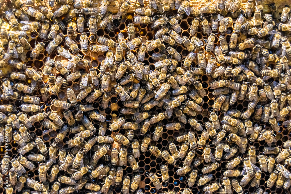 Abstract hexagon structure is honeycomb from bee hive filled Abstract hexagon structure is honeycomb from bee hive filled